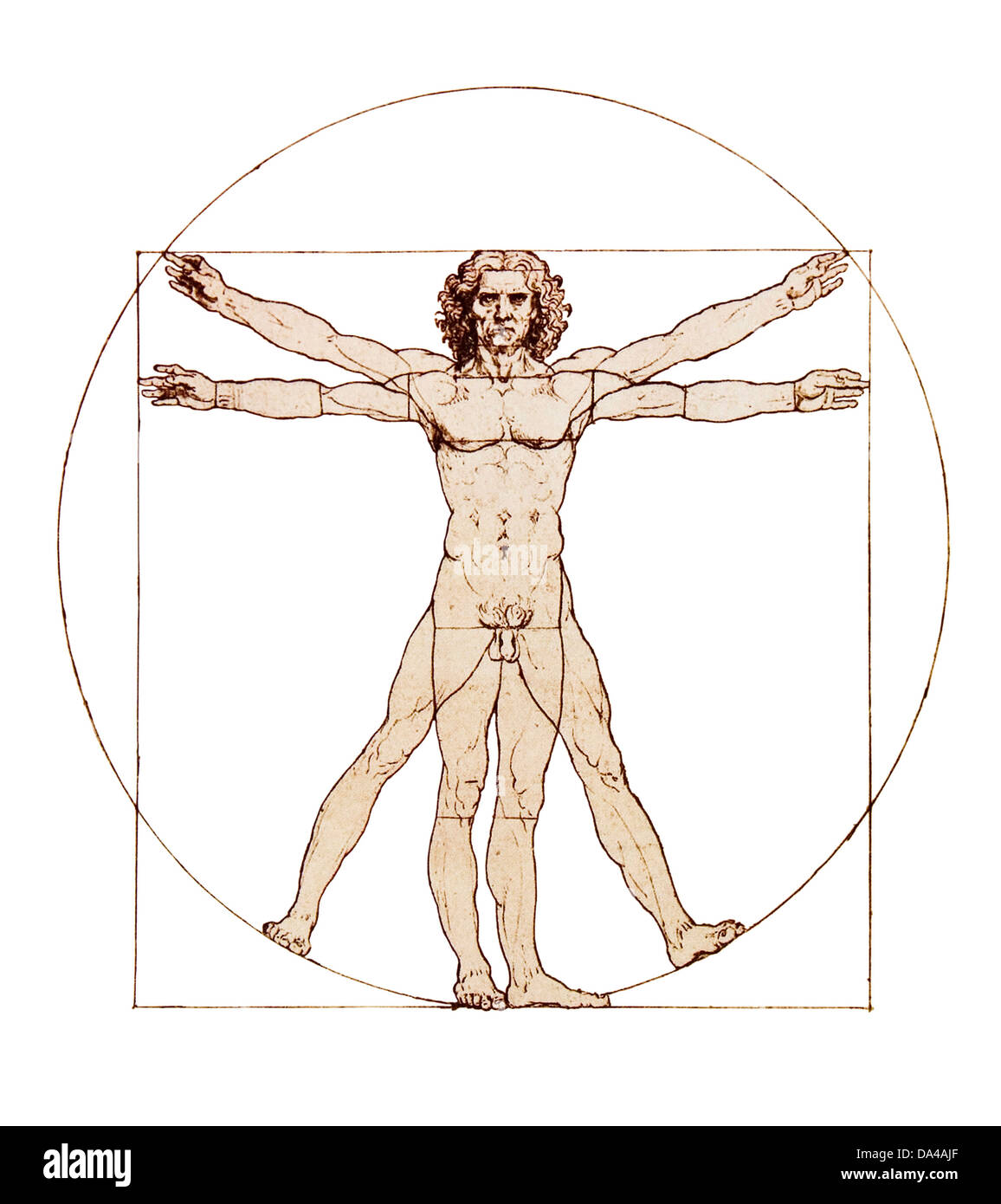 Da Vinci's Vitruvian Man isolated on white Stock Photo