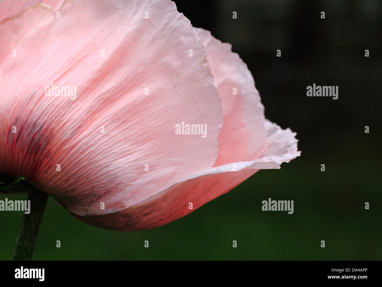 Giant pink oriental poppy petals and stem. Stock Photo