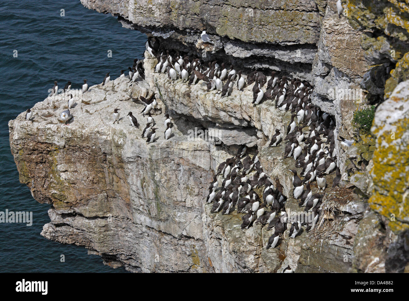 Guillemots (Uria aalge) packed together on cliff Puffin Island North Wales UK June 3399 Stock Photo