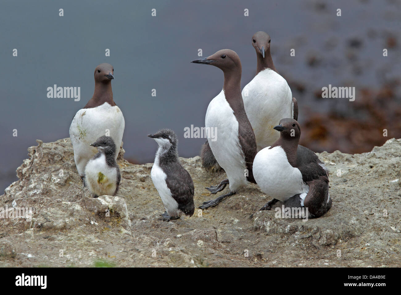 Guillemots (Uria aalge) adults and chicks on cliff top Puffin Island North Wales UK June 6770 Stock Photo