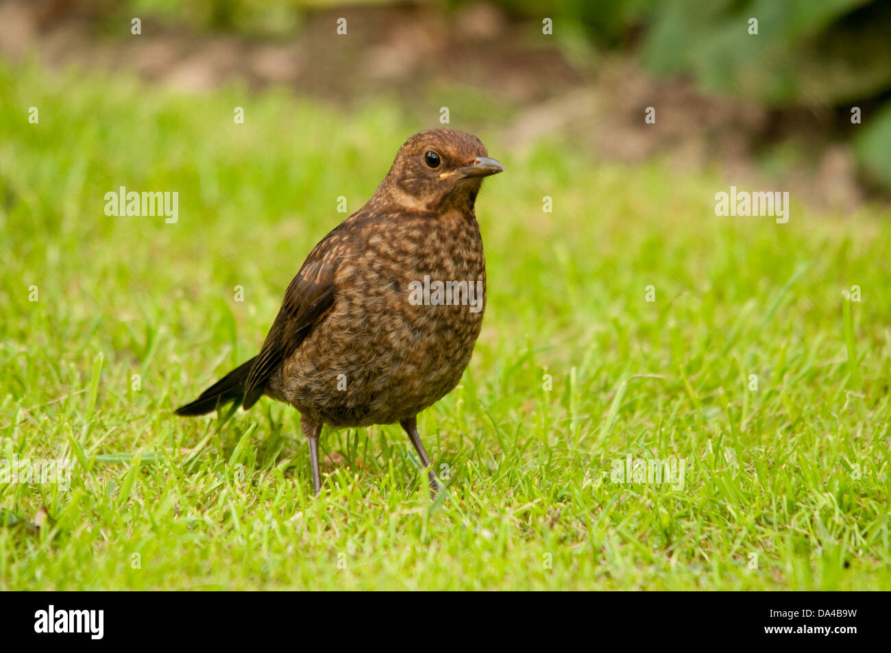 juvenile-blackbird-hi-res-stock-photography-and-images-alamy
