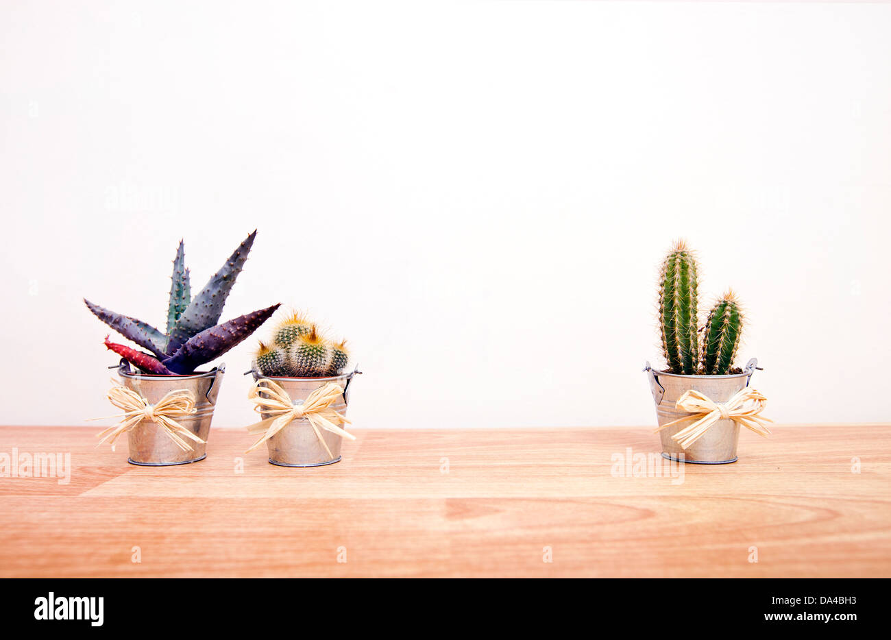 Cacti variety hi-res stock photography and images - Alamy
