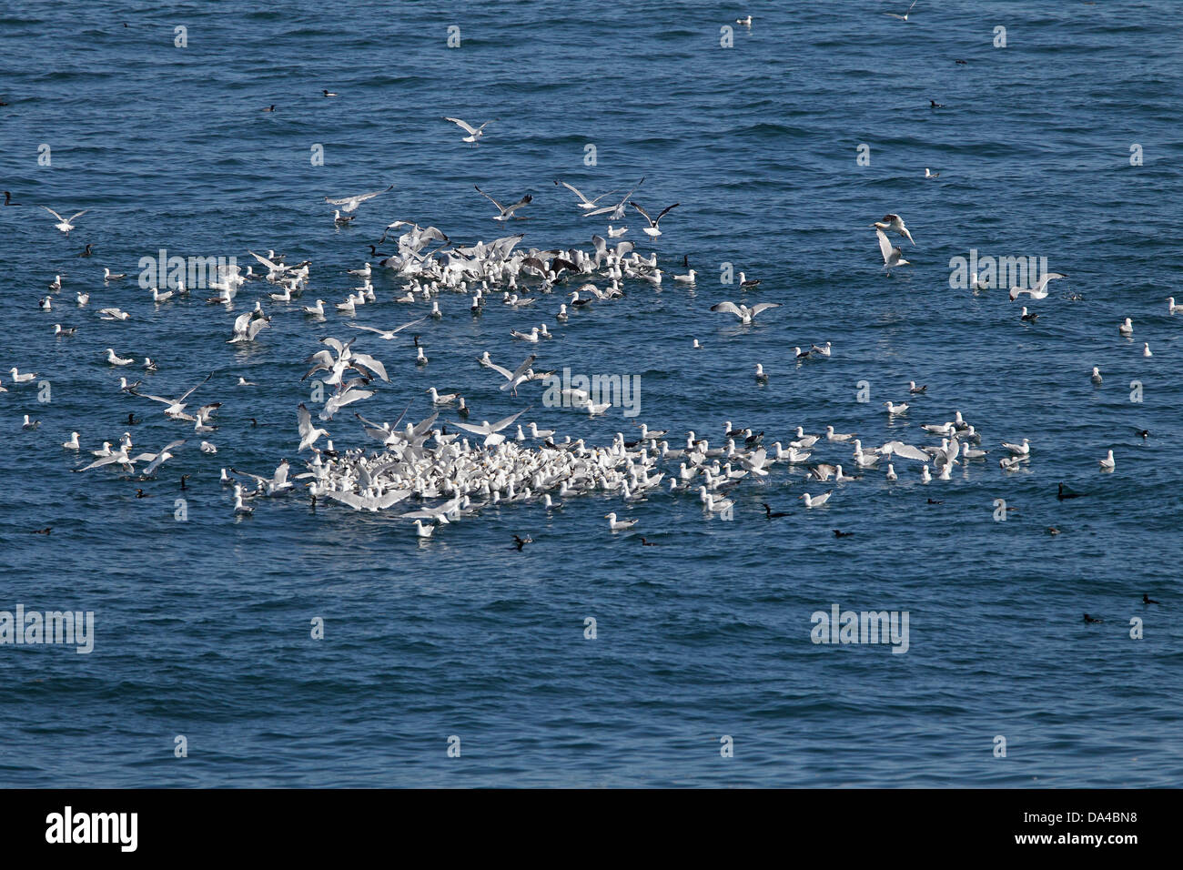 Gulls mainly Herring (Larus argentatus) feeding at sea off West coast of Anglesey North Wales UK June 2796 Stock Photo