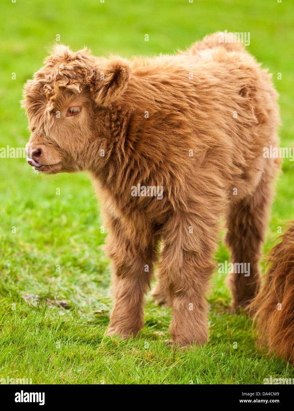 Highland cow calf in field Scotland UK GB EU Europe Stock Photo