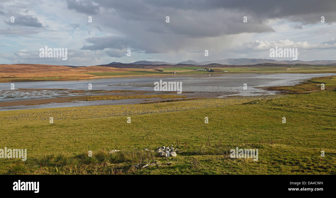 Barnacle Geese (Branta leucopsis) feeding in field by Loch Gruinart looking south east towards the head of the Lochat low tide Stock Photo