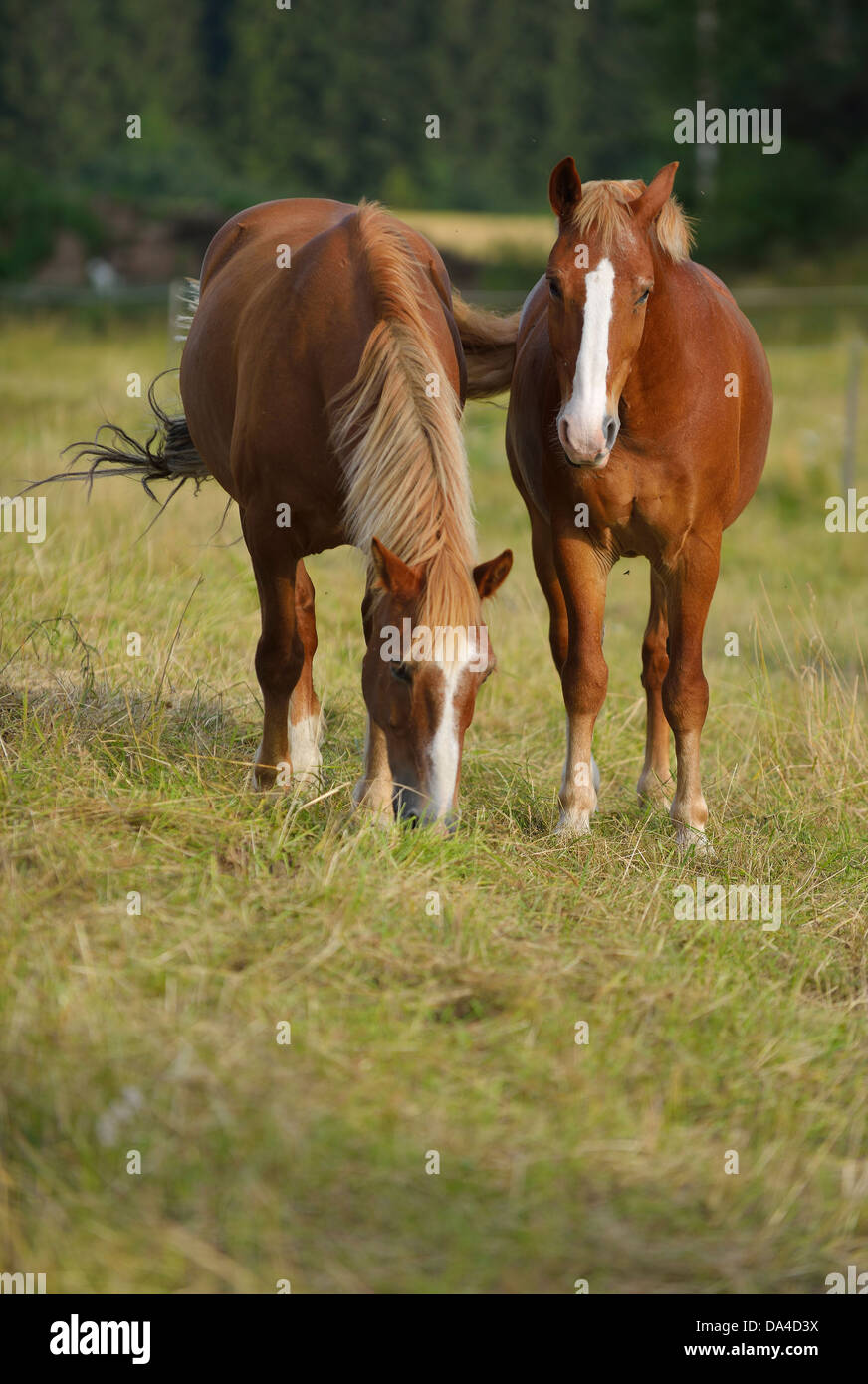 Domestic horses (Equus ferus caballus), Munsö, Sweden Stock Photo