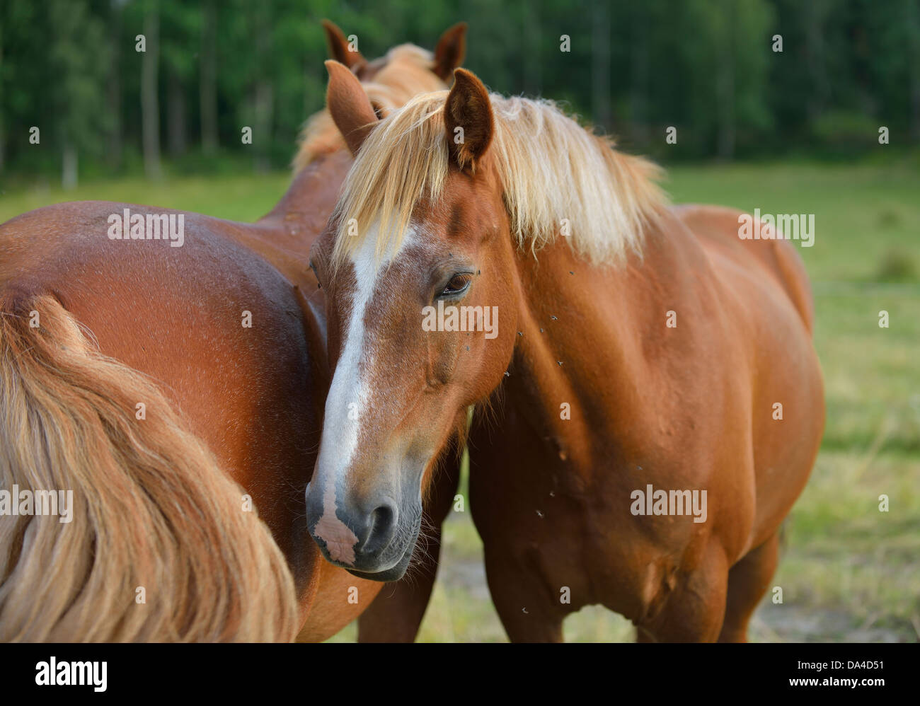 Domestic horses (Equus ferus caballus), Munsö, Sweden Stock Photo