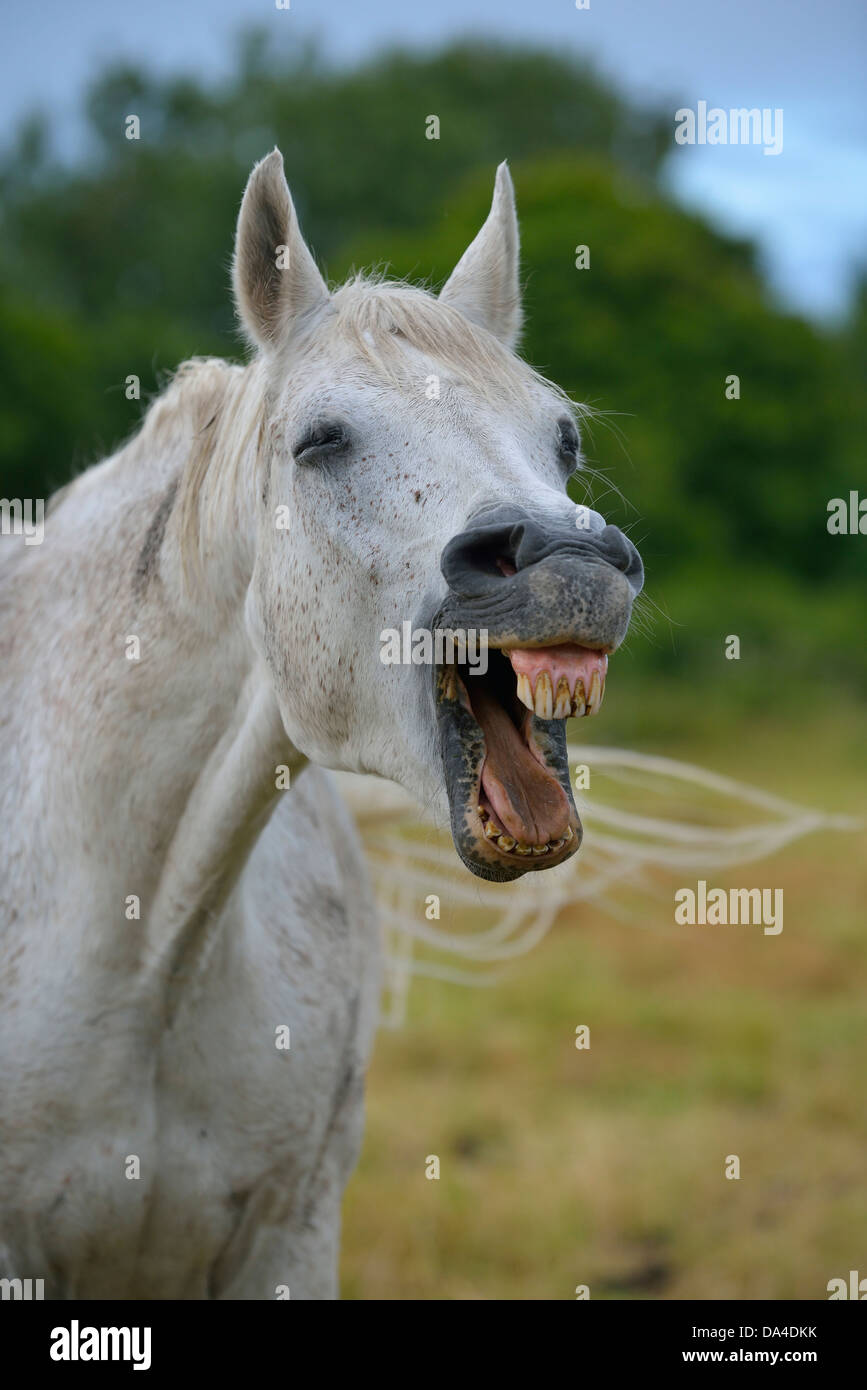 Ferus teeth hi-res stock photography and images - Alamy