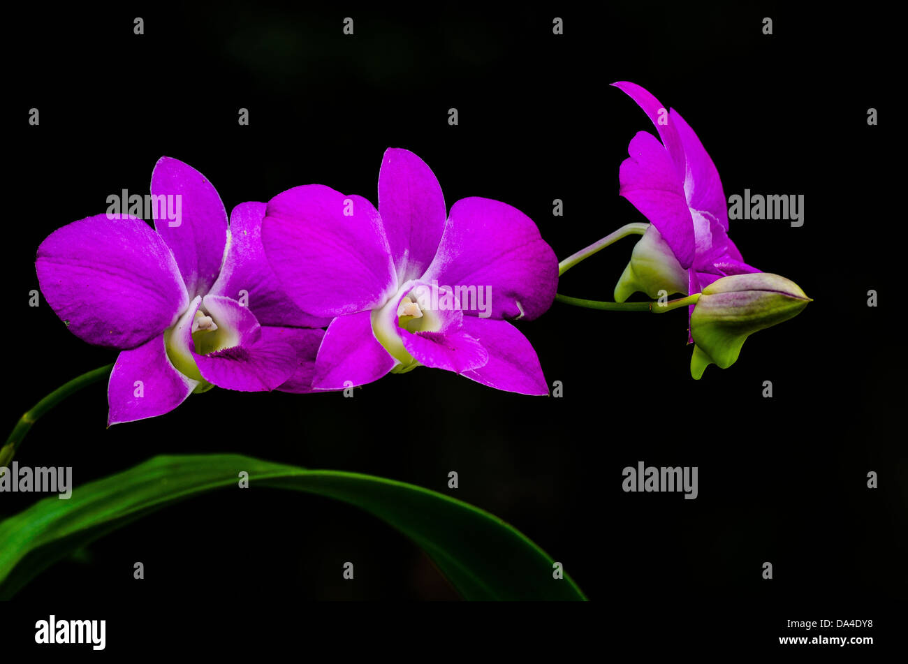 Queen Pink - Orchid in nature of Khao-Yai National Park, Thailand. Stock Photo