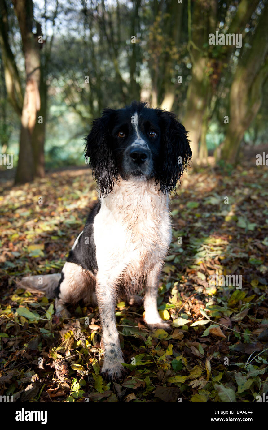 Springerville Animal Springer spaniel in a forest Stock Photo - Alamy