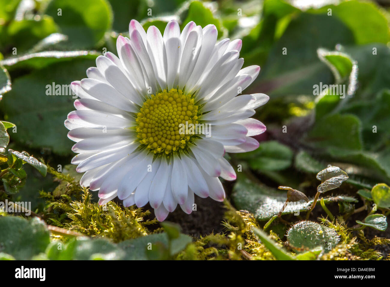 Common daisy / lawn daisy / English daisy (Bellis perennis) in flower in spring Stock Photo
