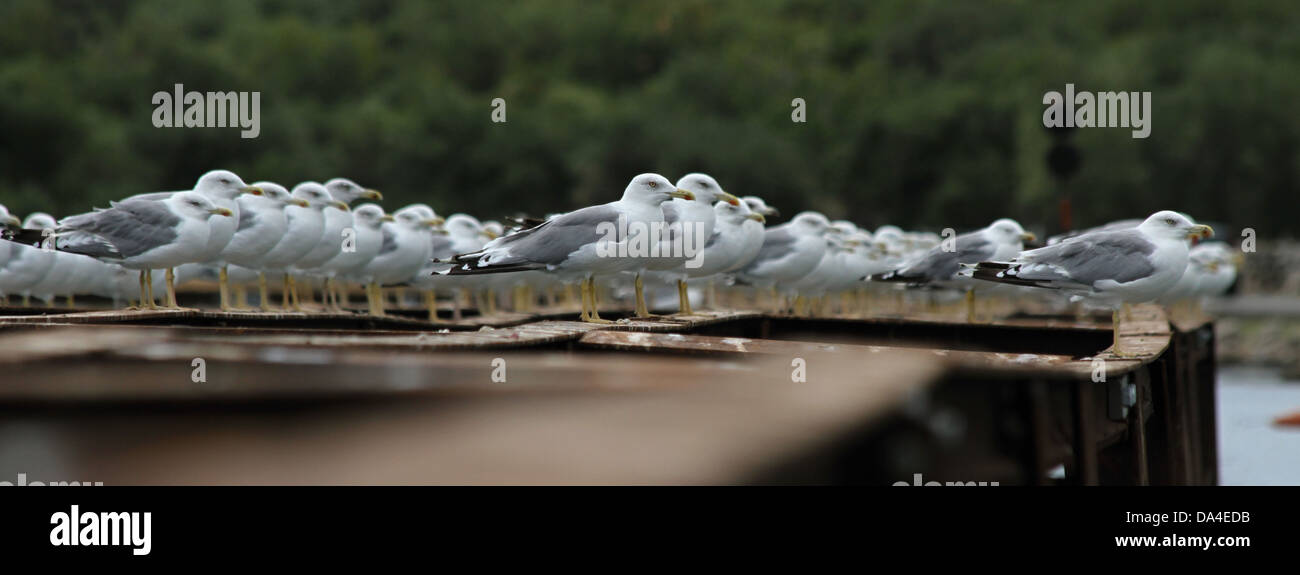 bevy of seagulls in ACI Marina Punat Croatia Stock Photo