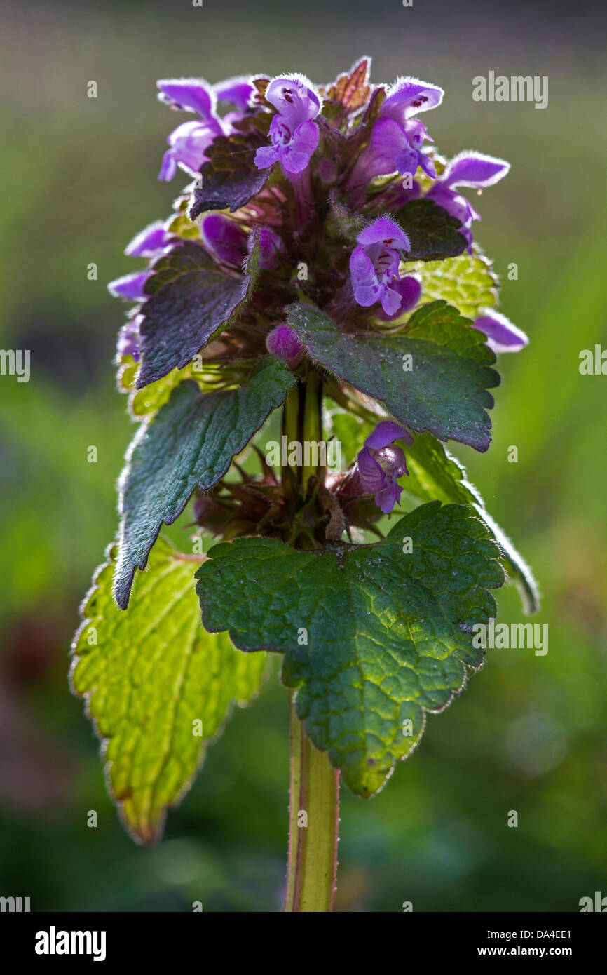 Red deadnettle / purple deadnettle / purple archangel / velikdenche (Lamium purpureum) in flower in spring Stock Photo