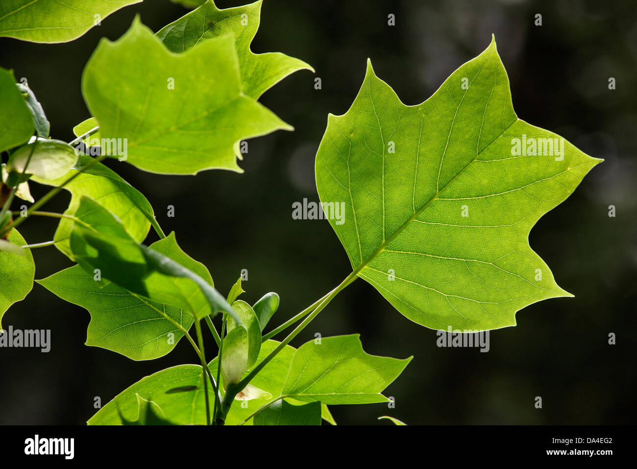 American tulip tree (Liriodendron tulipifera), native to North America, close up of leaves in spring Stock Photo