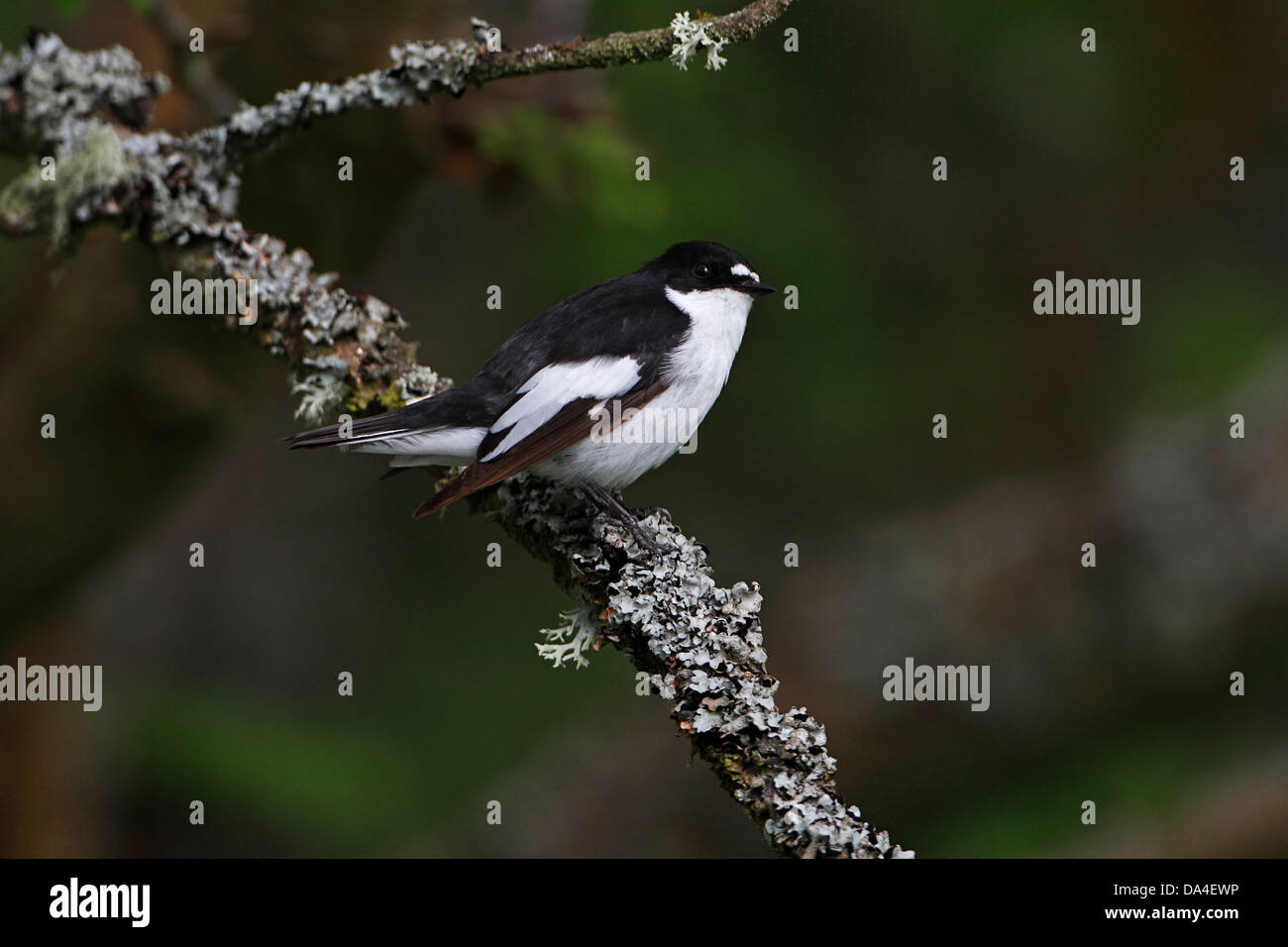 Male Pied Flycatcher (Ficedula hypoleuca) perched in woodland North Wales UK May 0144 Stock Photo