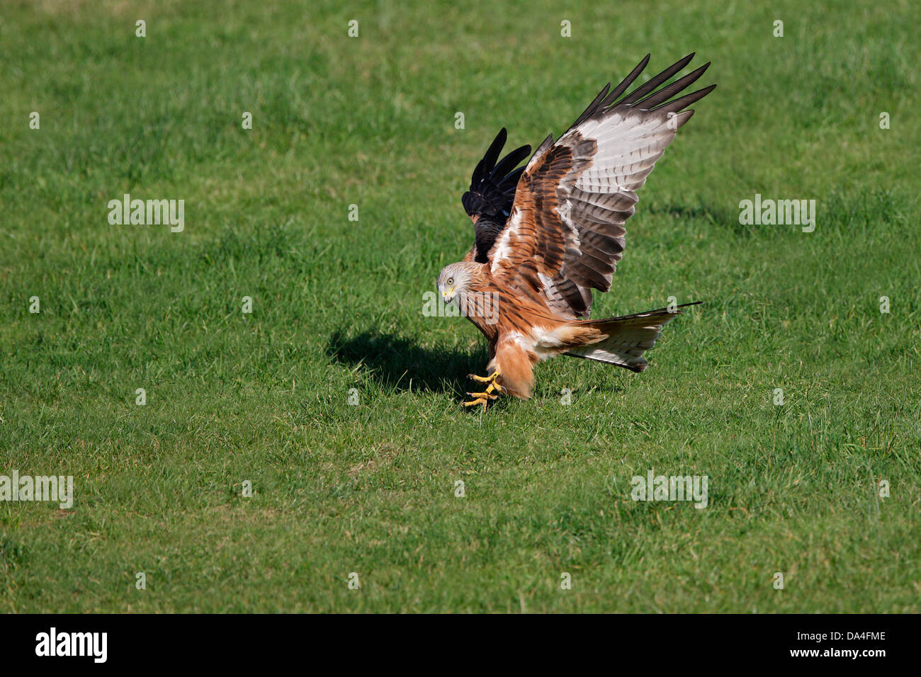 Red Kite (Milvus milvus) landing in field, Mid-Wales, UK, October 3579 Stock Photo