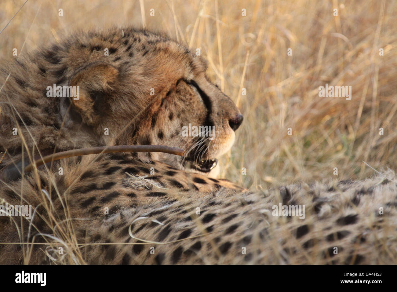Cheetah at Africat Foundation, Namibia, south Africa Stock Photo