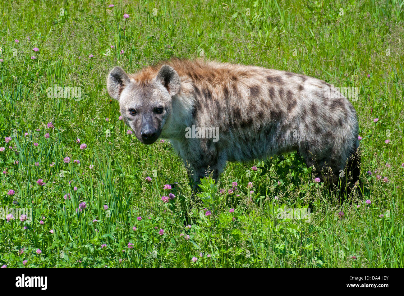 A Spotted Hyena Stock Photo - Alamy