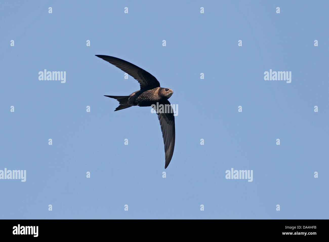 Common Swift (Apus apus) in flight Wirral Merseyside UK July 6002 Stock Photo