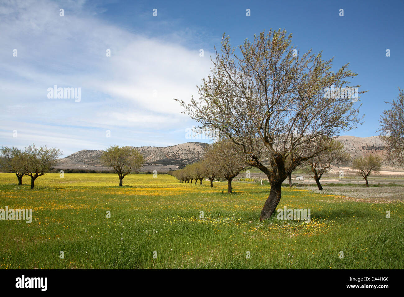 Tree trees grass field people hi-res stock photography and images - Alamy