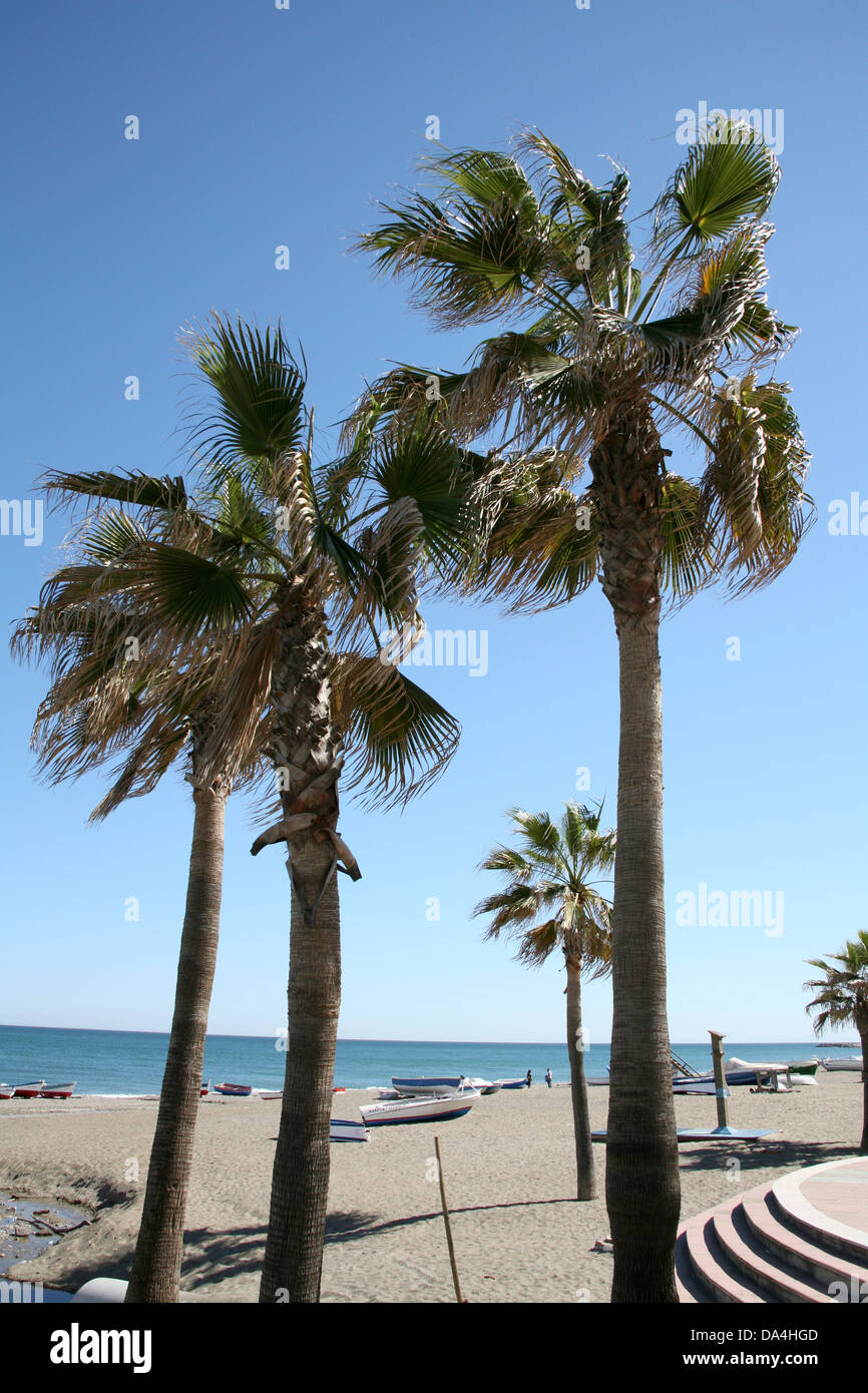 Palm trees on beach against sunny blue sky Stock Photo - Alamy