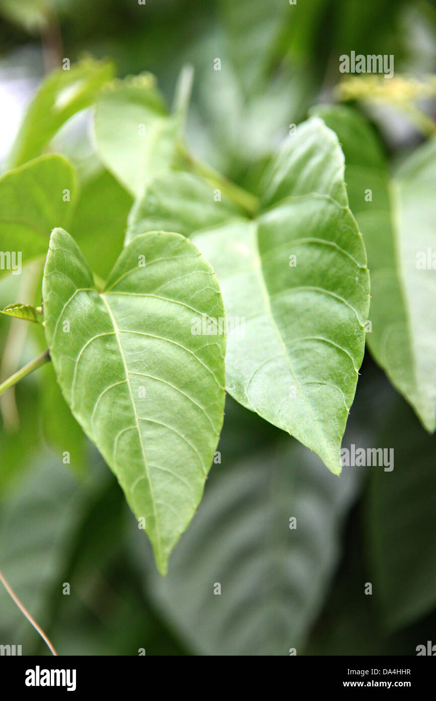 The Green Leaves on tree in the backyard Stock Photo Alamy