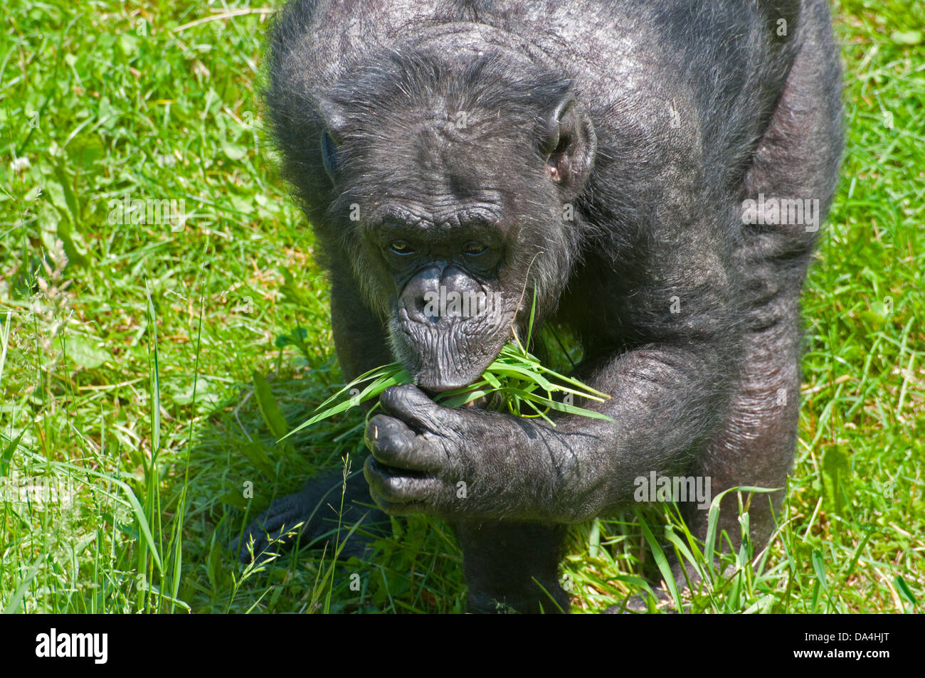 A Chimpanzee eating grass. Stock Photo