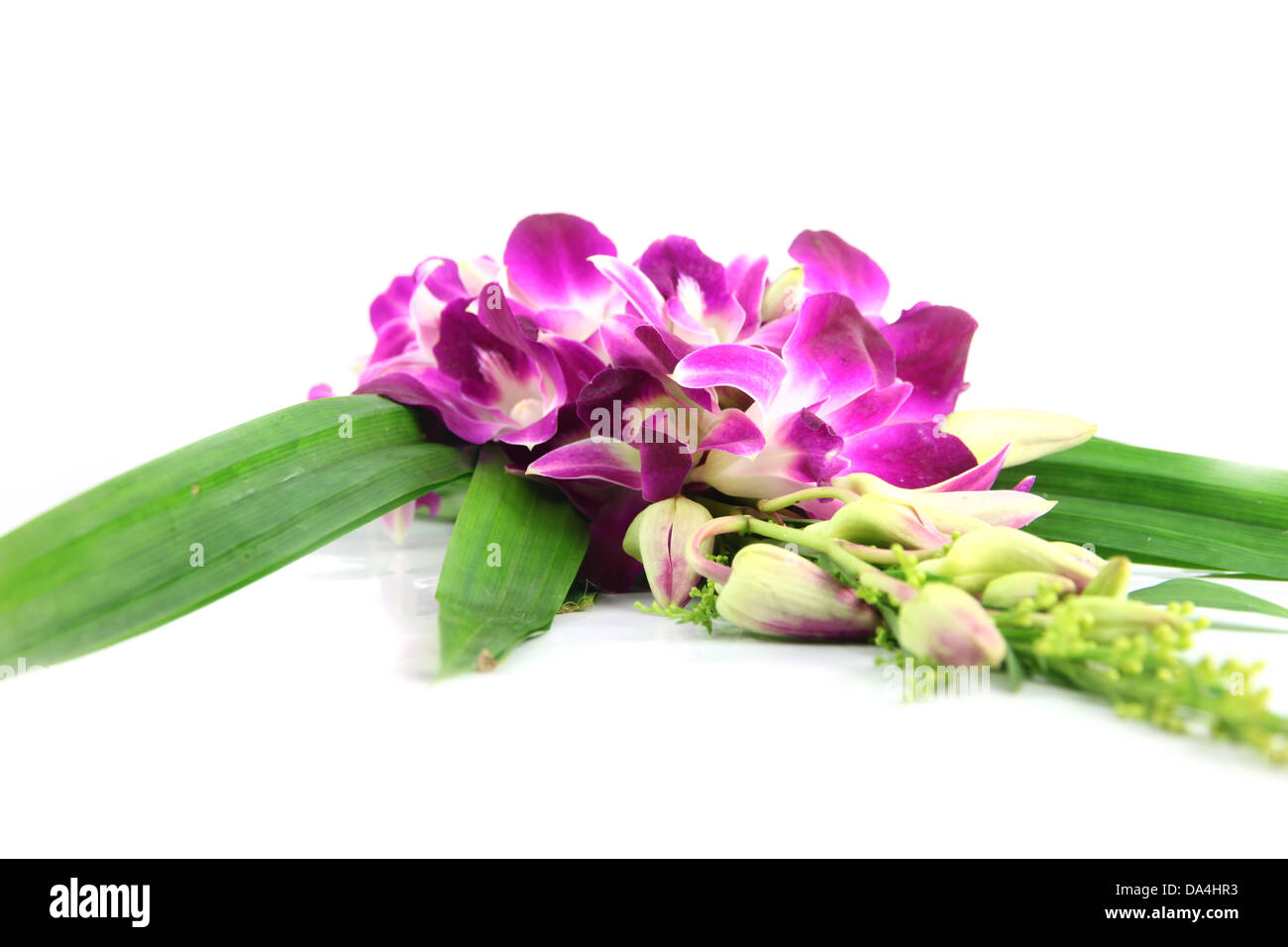 The Bouquet of purple orchids on white Background. Stock Photo