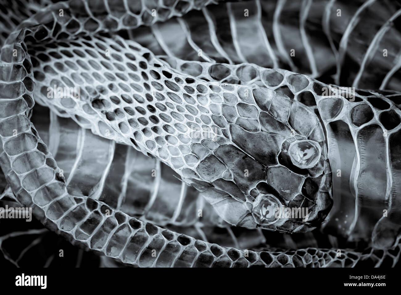 Shed or moulted skin of a grass snake Stock Photo
