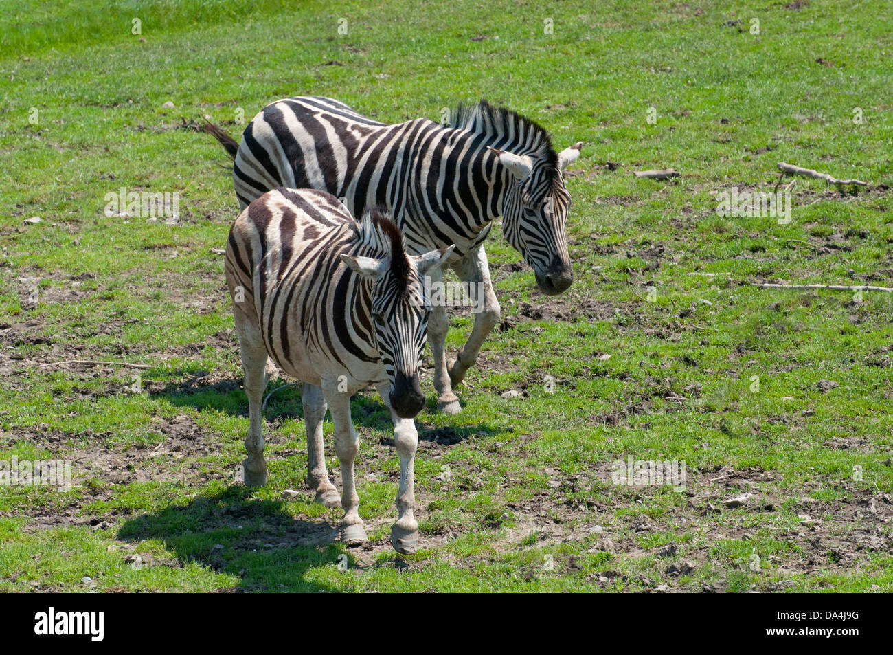 A pair of Grant's Zebras Stock Photo - Alamy
