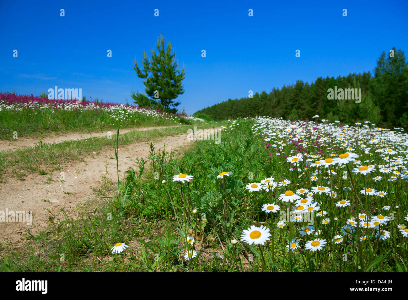 summer landscape with the rural road and a blossoming field Stock Photo ...
