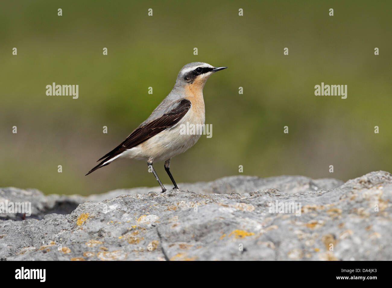 Male Wheatear (Oenanthe oenanthe) perched on rock near coast on migration Wirral Merseyside UK May 9486 Stock Photo