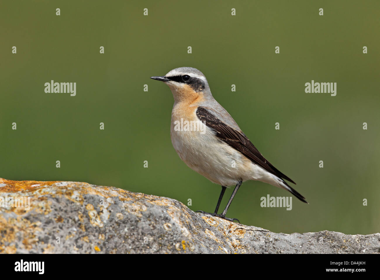 Male Wheatear (Oenanthe oenanthe) perched on rock near coast on migration Wirral Merseyside UK May 9536 Stock Photo