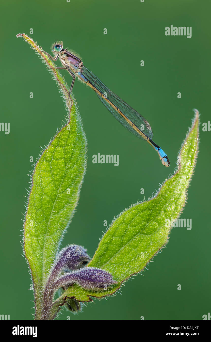 Blue tailed damselfly resting on common comfrey Stock Photo - Alamy