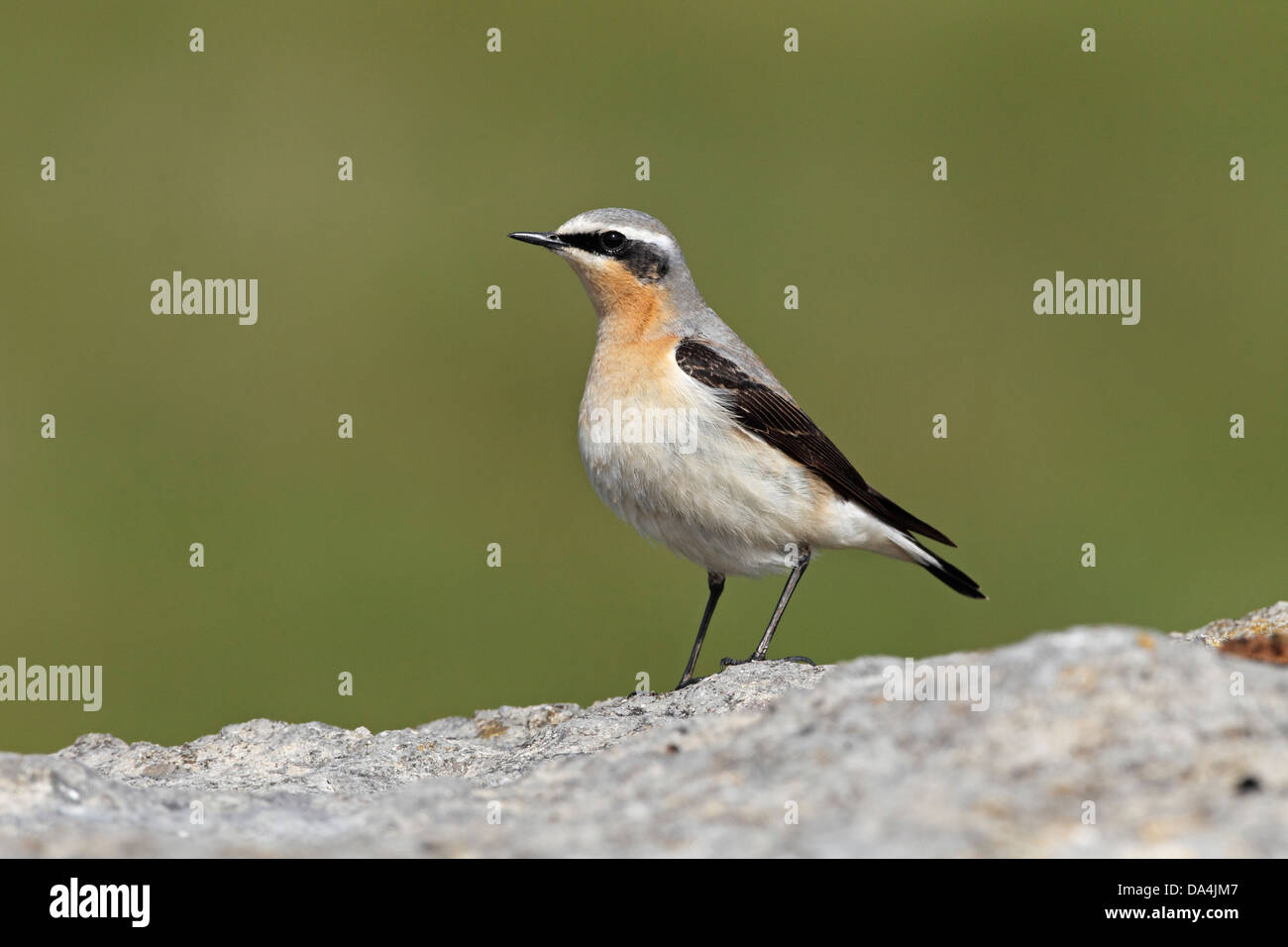 Male Wheatear (Oenanthe oenanthe) perched on rock near coast on migration Wirral Merseyside UK May 9613 Stock Photo