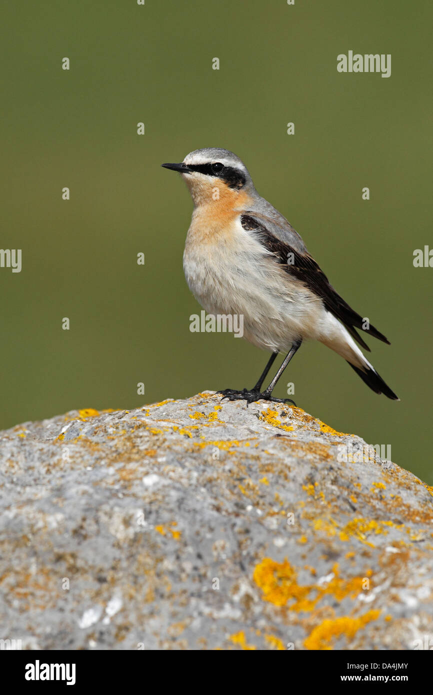 Male Wheatear (Oenanthe oenanthe) perched on rock near coast on migration Wirral Merseyside UK May 9698 Stock Photo