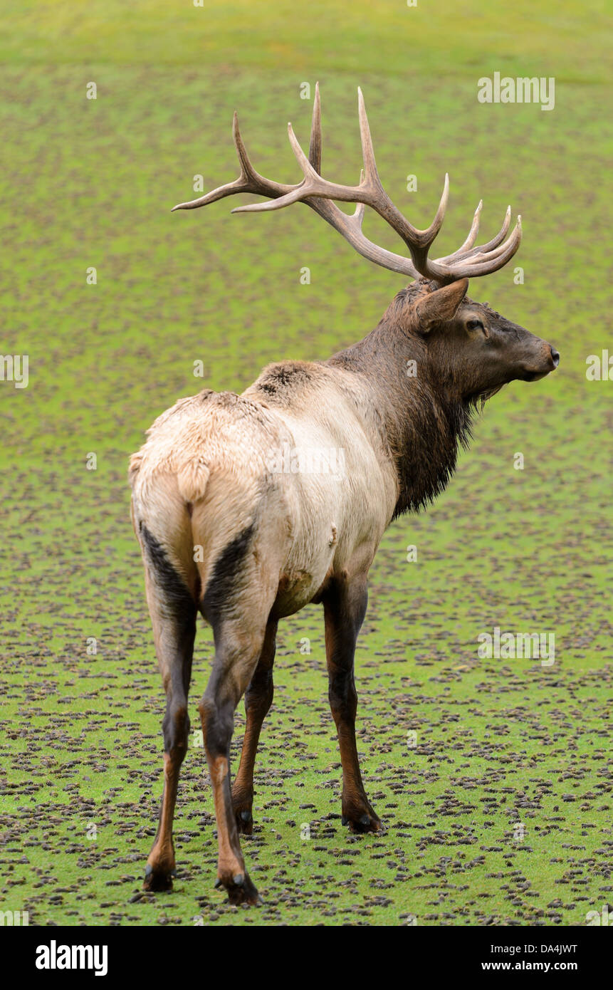 Wapiti deer hi-res stock photography and images - Alamy