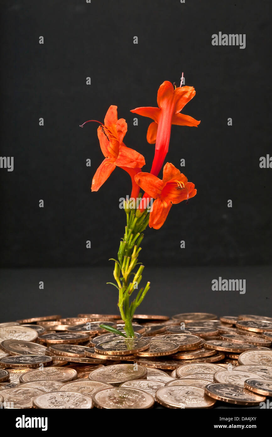 Rich orange flowers sprouting from pile of gold US dollar coins. Stock Photo