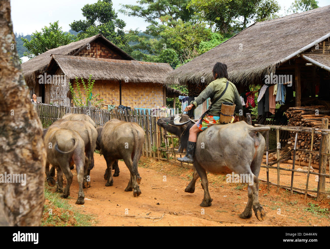 villager sits on a water buffalo and drives a flock of these through a lane on October 30, 2011 in Hpa An, Burma. Stock Photo