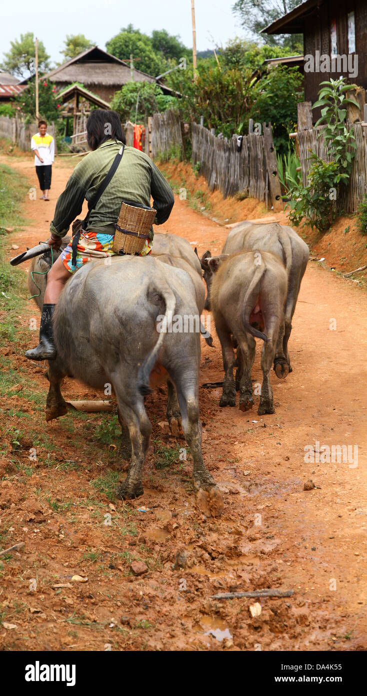 male villager sits on a water buffalo and drives a flock of these through a lane on October 30, 2011 in Hpa An, Burma. Stock Photo