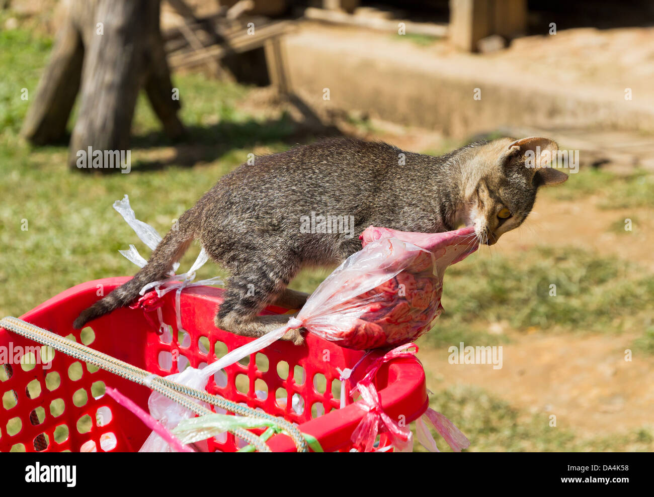small kitten tries to steal meat wrapped in a plastic bag in a basket Stock Photo