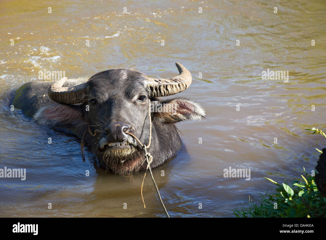 domestic water buffalo taking a bath, they are used for plowing and Stock  Photo - Alamy