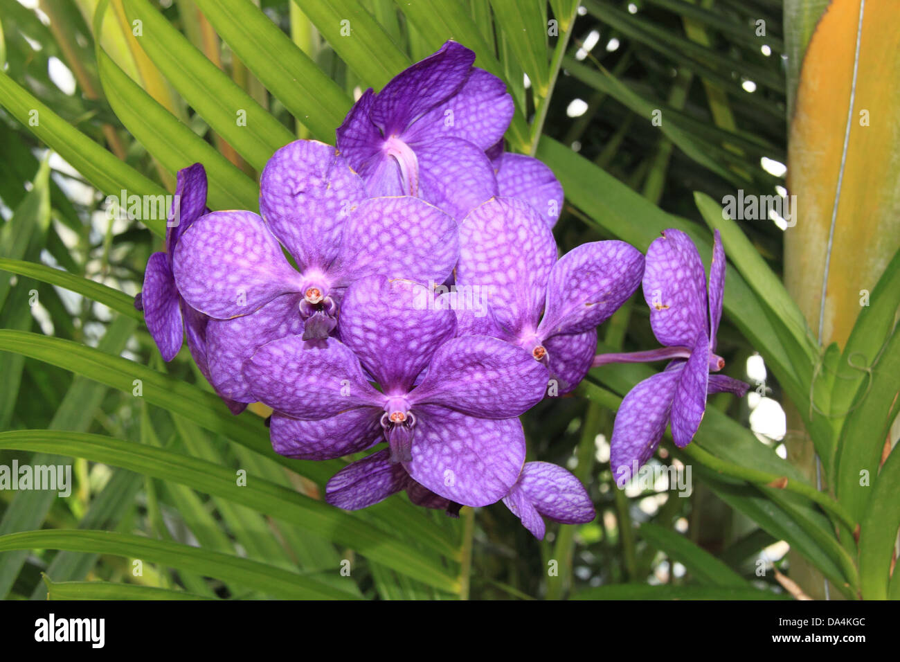Vanda pachara orchid, RHS Garden Wisley, Surrey, England, Great Britain, United Kingdom, UK, Europe Stock Photo