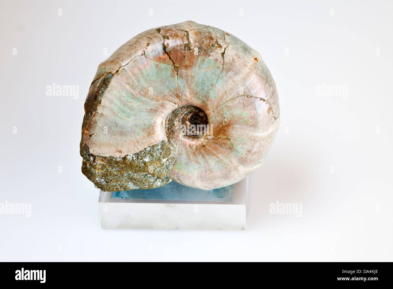Ammonite fossil. Stock Photo