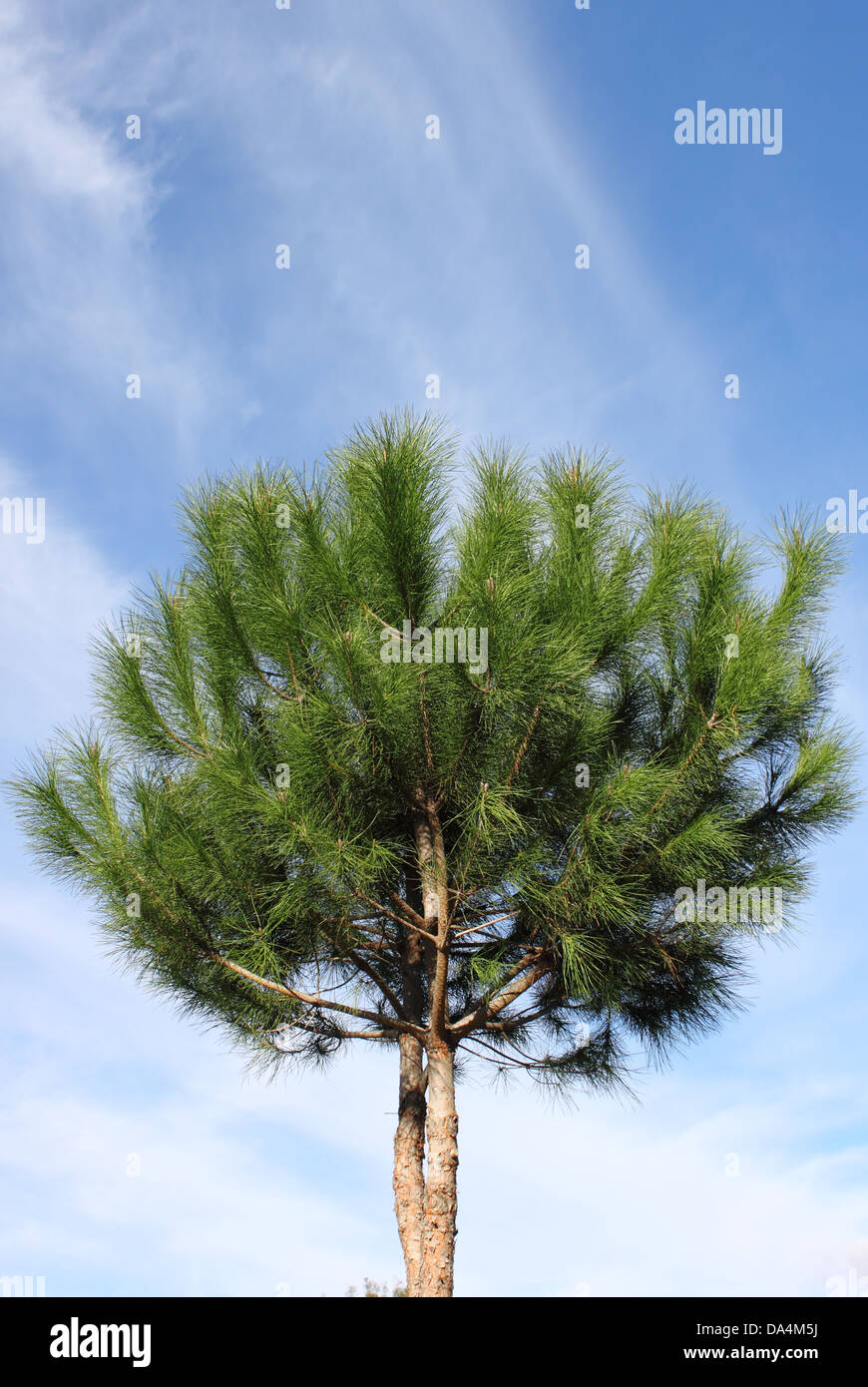 Maritime pine tree on a blue sky background Stock Photo