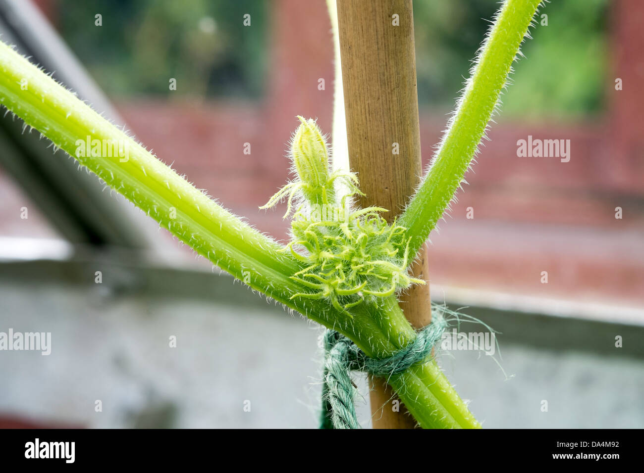 Emerging Cucumber and flower on plant Stock Photo