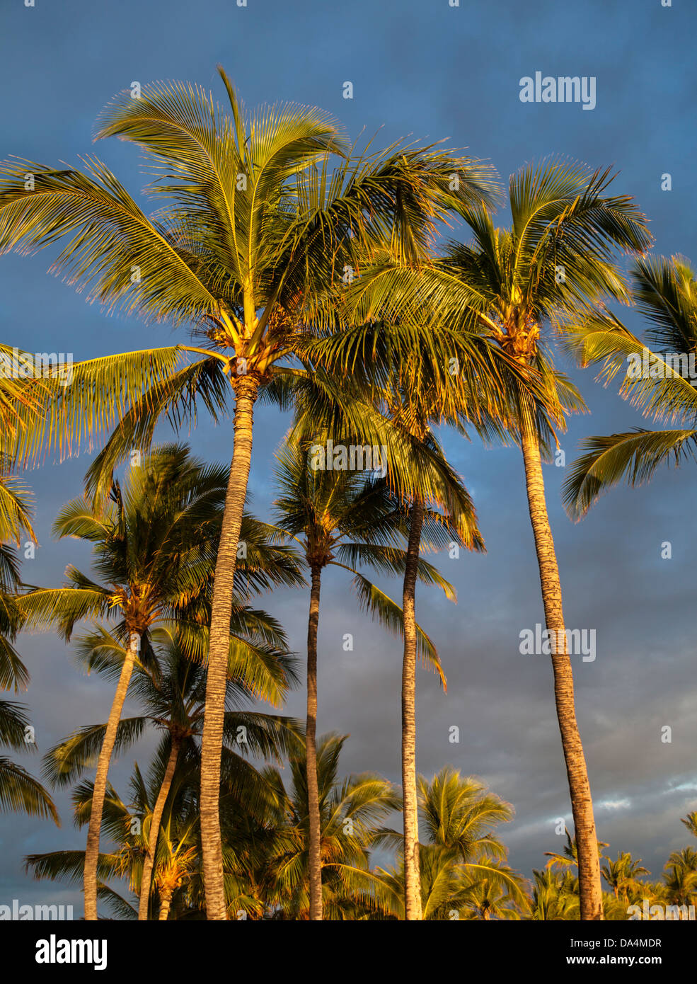 Palm trees at Anaehoomalu Beach at sunset Stock Photo