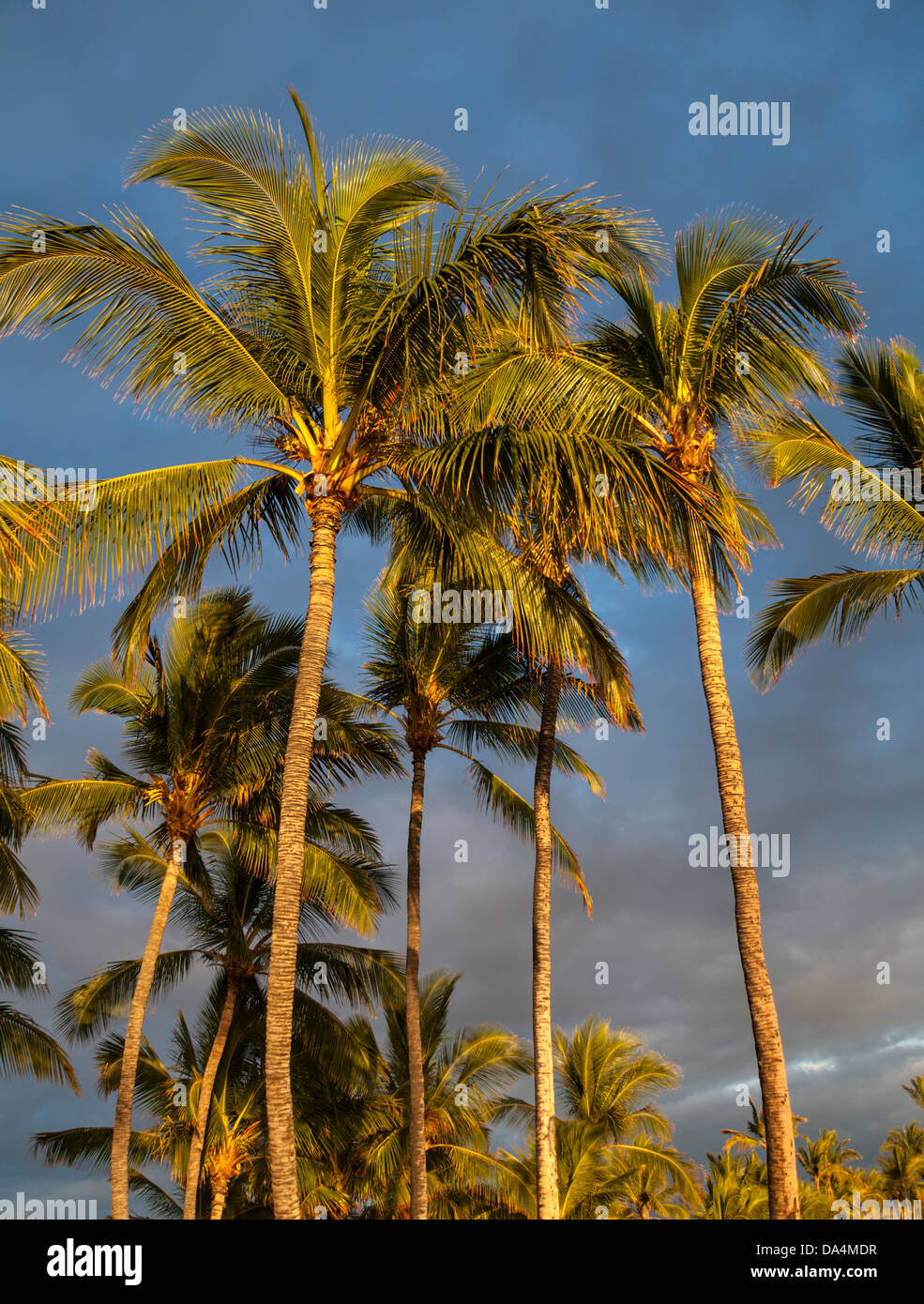 Big island hawaii palm trees hi-res stock photography and images - Alamy