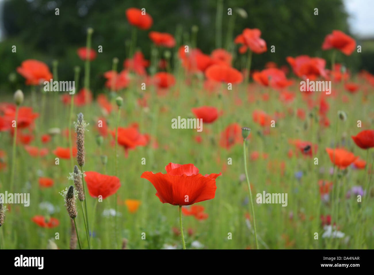 English wildflowers hires stock photography and images Alamy