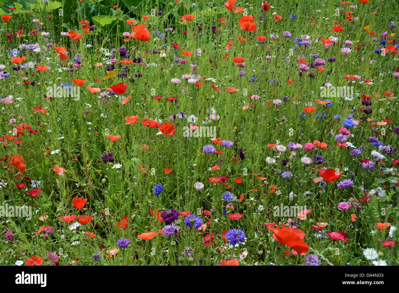 English wildflowers hi-res stock photography and images - Alamy
